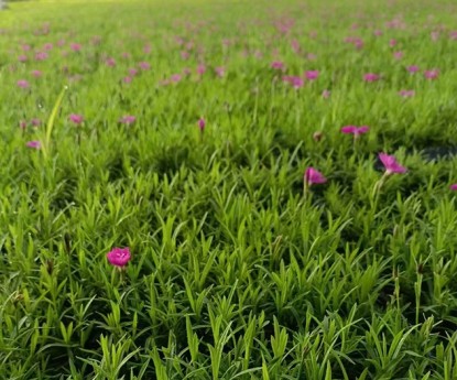 歐石竹（穴盤苗）